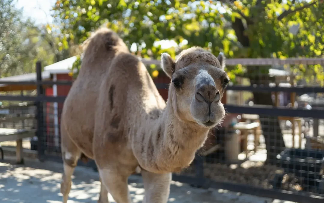 The Big Cohuna Festival
