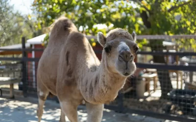 The Big Cohuna Festival